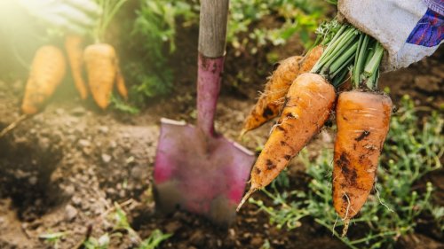 I've grown vegetables for a decade and these are the most common vegetable gardening mistakes to avoid
