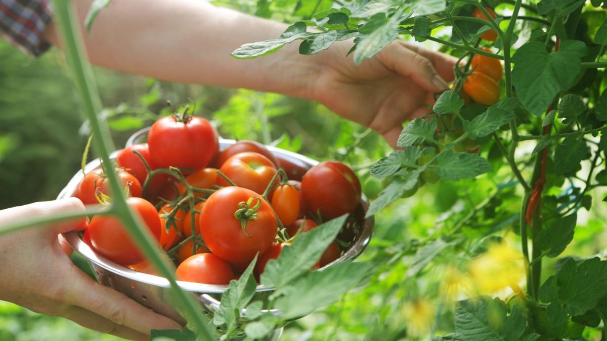 Growing tomatoes: an expert guide