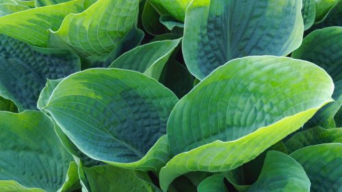 Hostas care and growing guide: expert tips for these stunning foliage plants