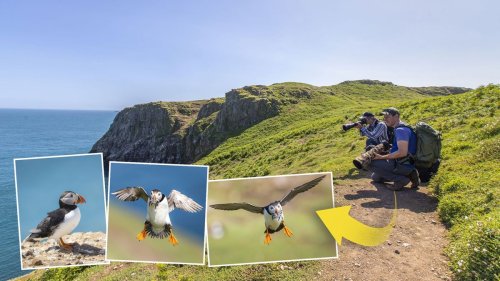 10 pro tips for puffin portraits: take amazing wildlife shots with your camera