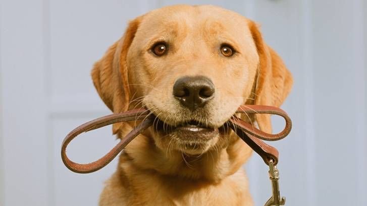 Best dog leashes: Keep your pooch safe and under control