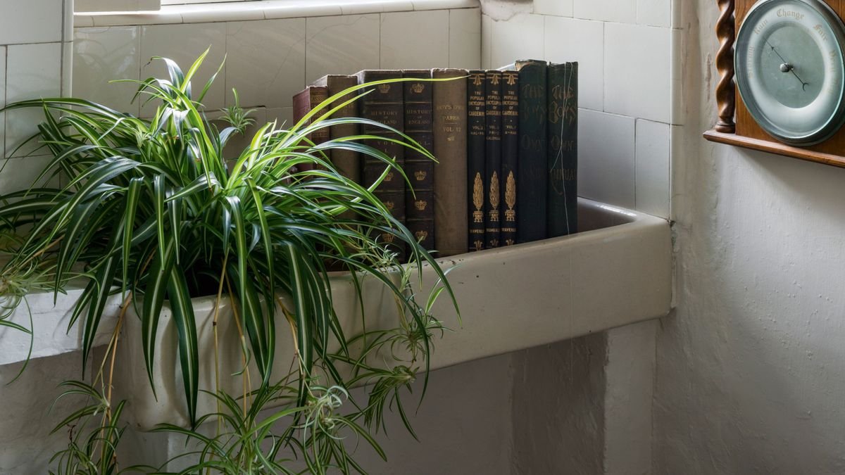 Best plants for condensation and damp – 7 moisture-absorbing plants that control humidity