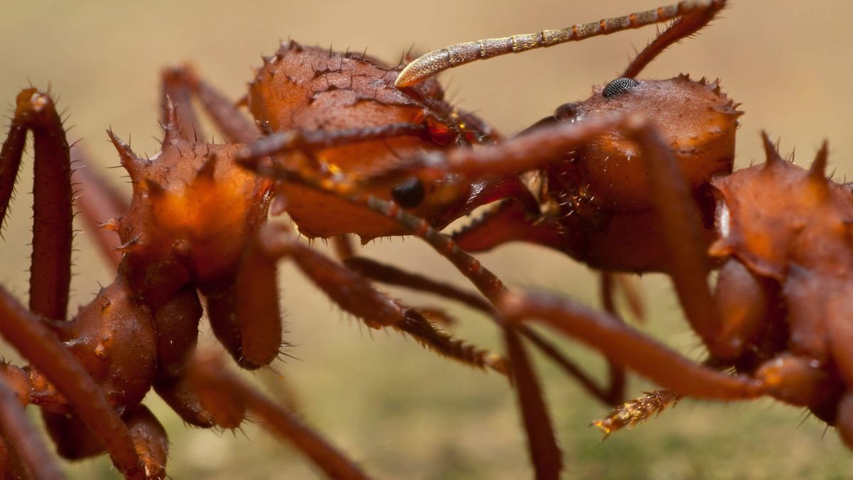 Ants vomit into each other's mouths to form social bonds