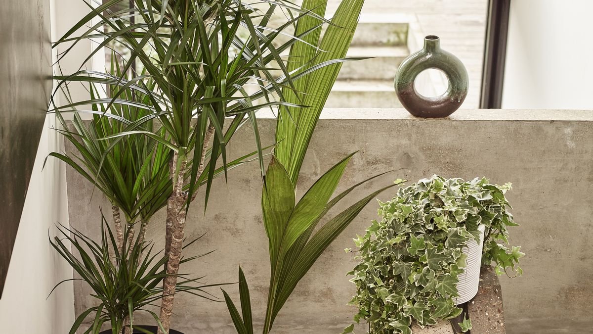 Dracaena plants are our new houseplant obsession – here's why you're seeing them everywhere