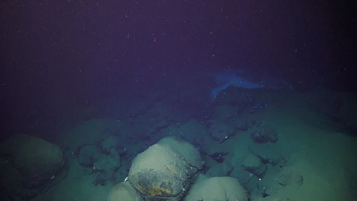 Tonga eruption entombed deep-sea life in ash
