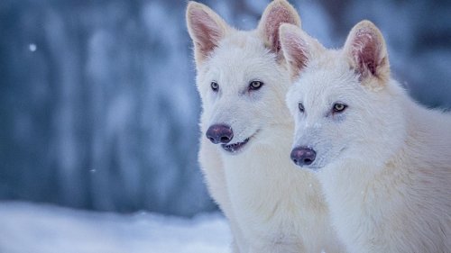 Adorable dire wolf pups mark 'world's first de-extinction,' Colossal Biosciences says