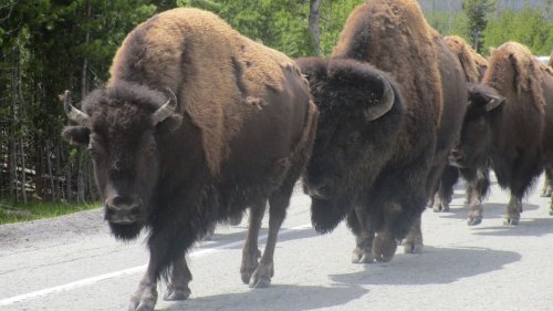 Yellowstone tourist's car takes a real beating in bison stampede