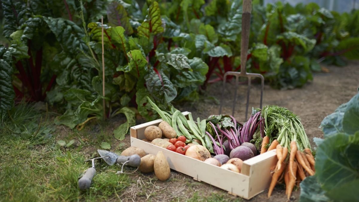 How to start a vegetable garden – a veg growing expert's 10-step plan for success