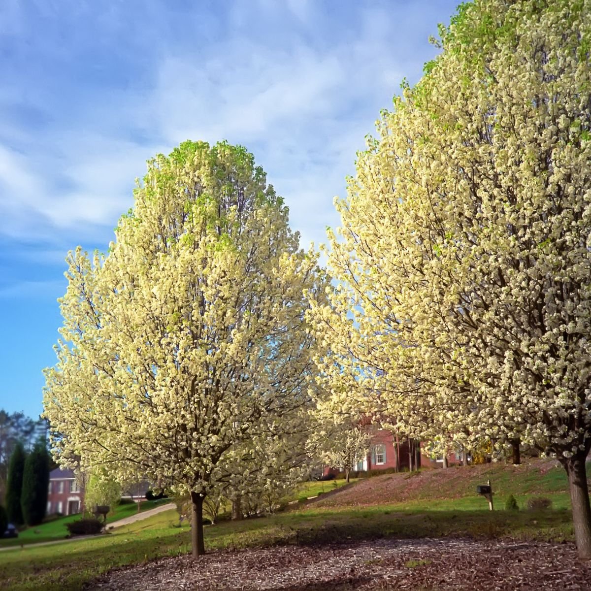 7 Invasive Trees You Should Never Plant In Your Yard Or Garden