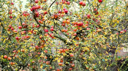 How to prune apple trees: must-know advice on how and when to do it