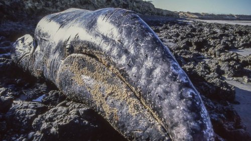 Scientists finally figure out why hundreds of gray whales keep washing up dead along US coasts