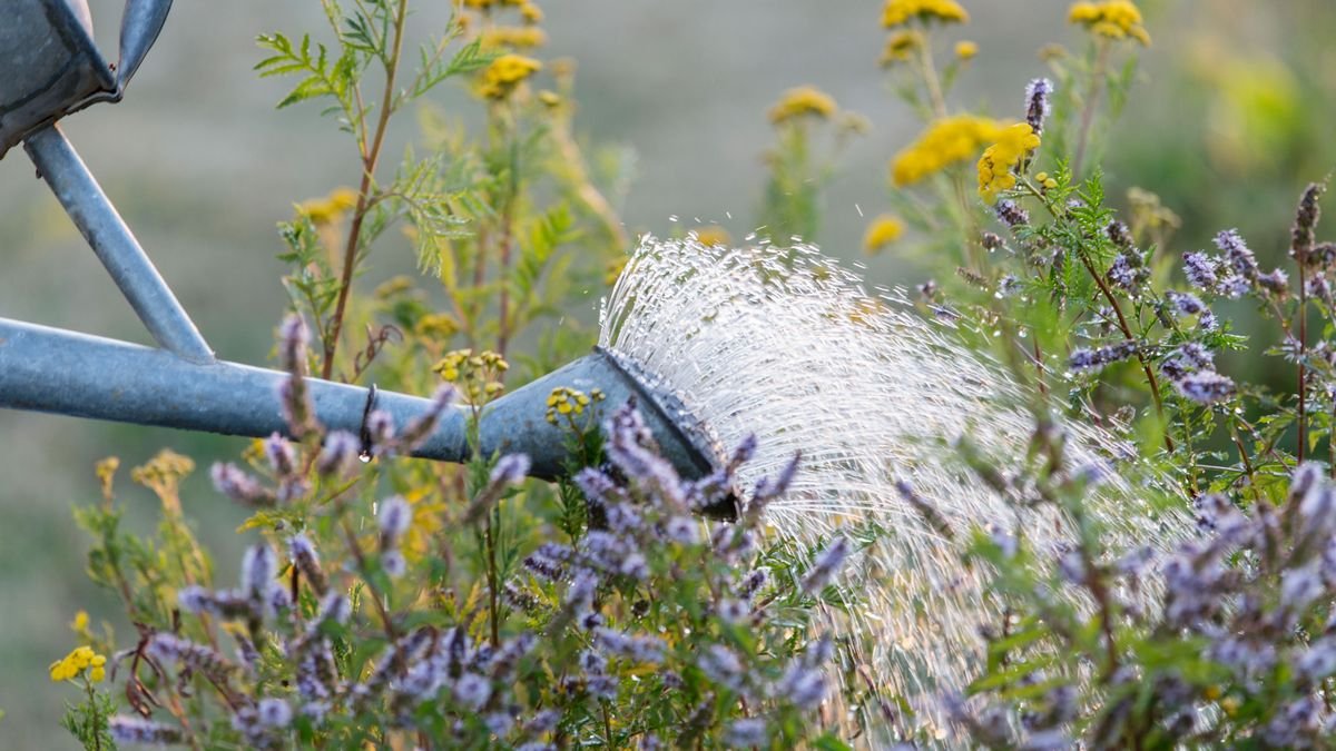 When is the best time to water plants? Expert tips on the perfect time to water your garden