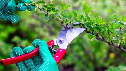 This simple 1/3 pruning rule is easy to follow – and can save your shrubs and trees from disaster