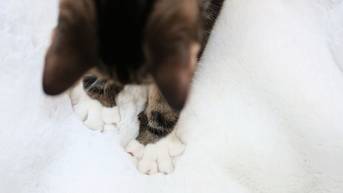 Weird Cat Behaviors Explained by Science