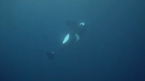 Dying orca's final moments after 'desperate' effort to stay afloat captured in 1st of its kind footage