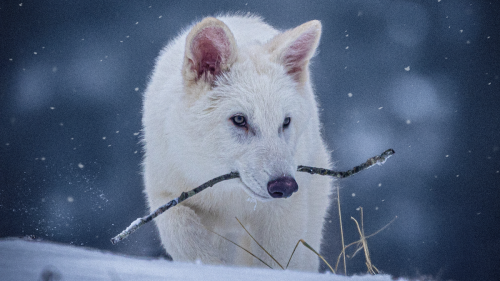Animals: The de-extinct dire wolves are neither de-extinct, nor dire wolves.