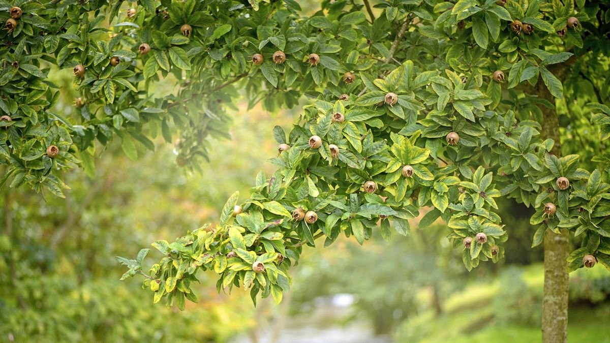 How to grow your own medlar trees 