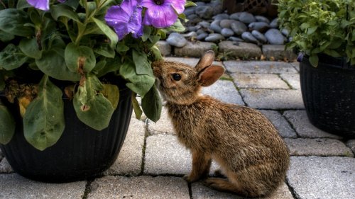 Best rabbit-repellent plants: 14 top choices for your yard