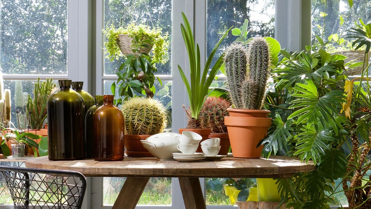 6 of the BIGGEST indoor plant mistakes