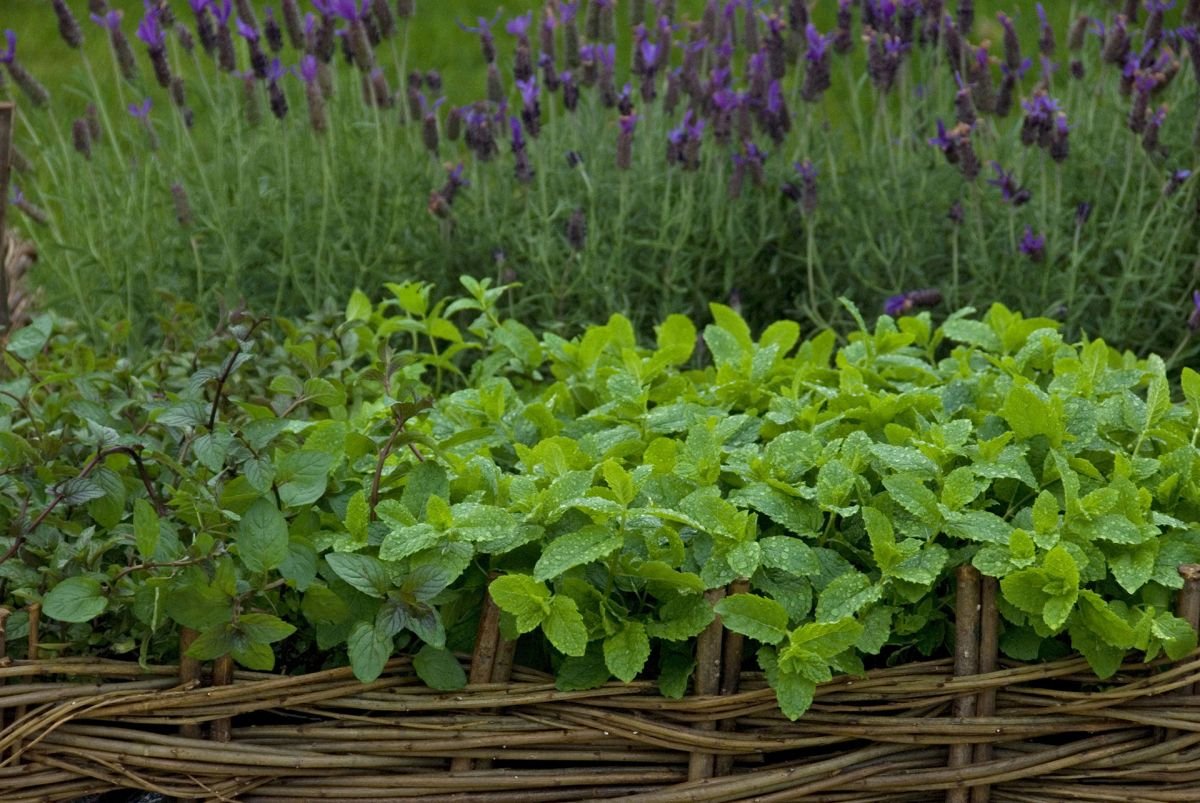How to grow mint in pots and borders
