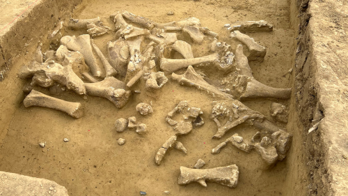 Animals: 25,000-year-old mammoth bones reveal culture of ancient humans