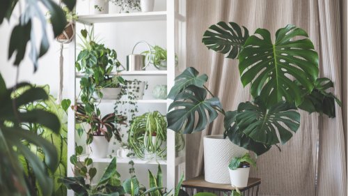 These are the worst houseplants for beginners – experts reveal 5 difficult plants to avoid, plus easy alternatives to choose instead