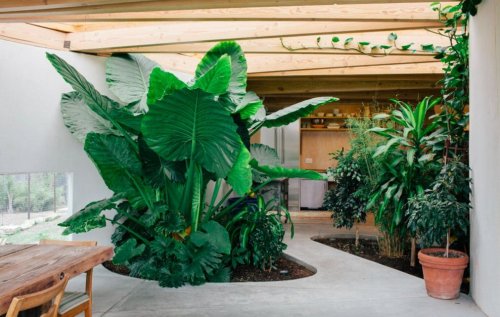 7 secrets you need to know to be a pro indoor gardener with a home so lush that no plants ever die