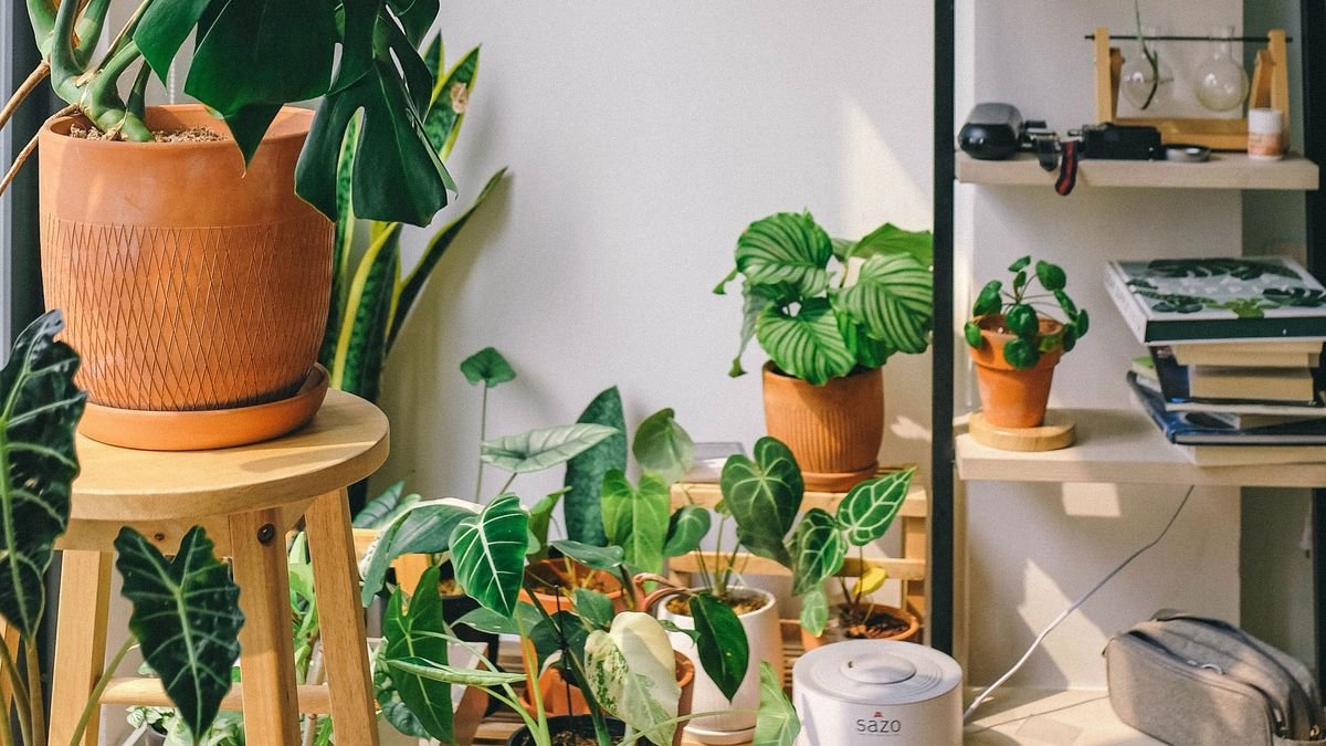 This is the indoor gardening trend that is surging in popularity on Instagram