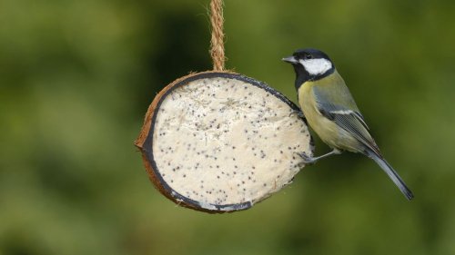 Take part in the RSPB’s Big Garden Birdwatch 2023 to save our feathered friends