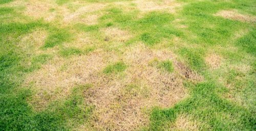 How to revive dead grass — 7 tips to make your lawn green again
