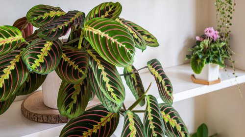 Do prayer plants flower? Horticulture expert reveals how to create the exact environment needed for blooming