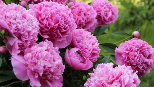 What to plant with peonies – 6 expert-approved options, plus which ones to avoid
