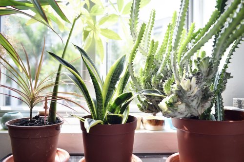 How often should you water houseplants? A plant-by-plant guide, plus expert watering tips