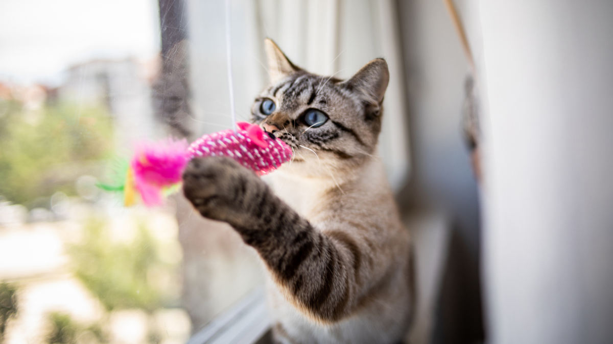 5 reasons why your cat wants to play all the time (and how to keep them entertained)