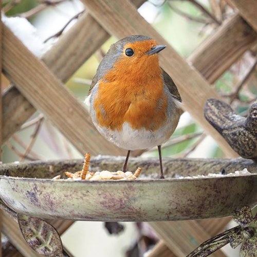 Small wildlife garden ideas