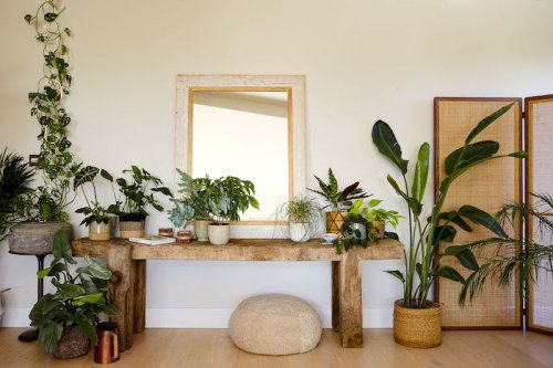 15 best air-purifying plants to detox your home overnight