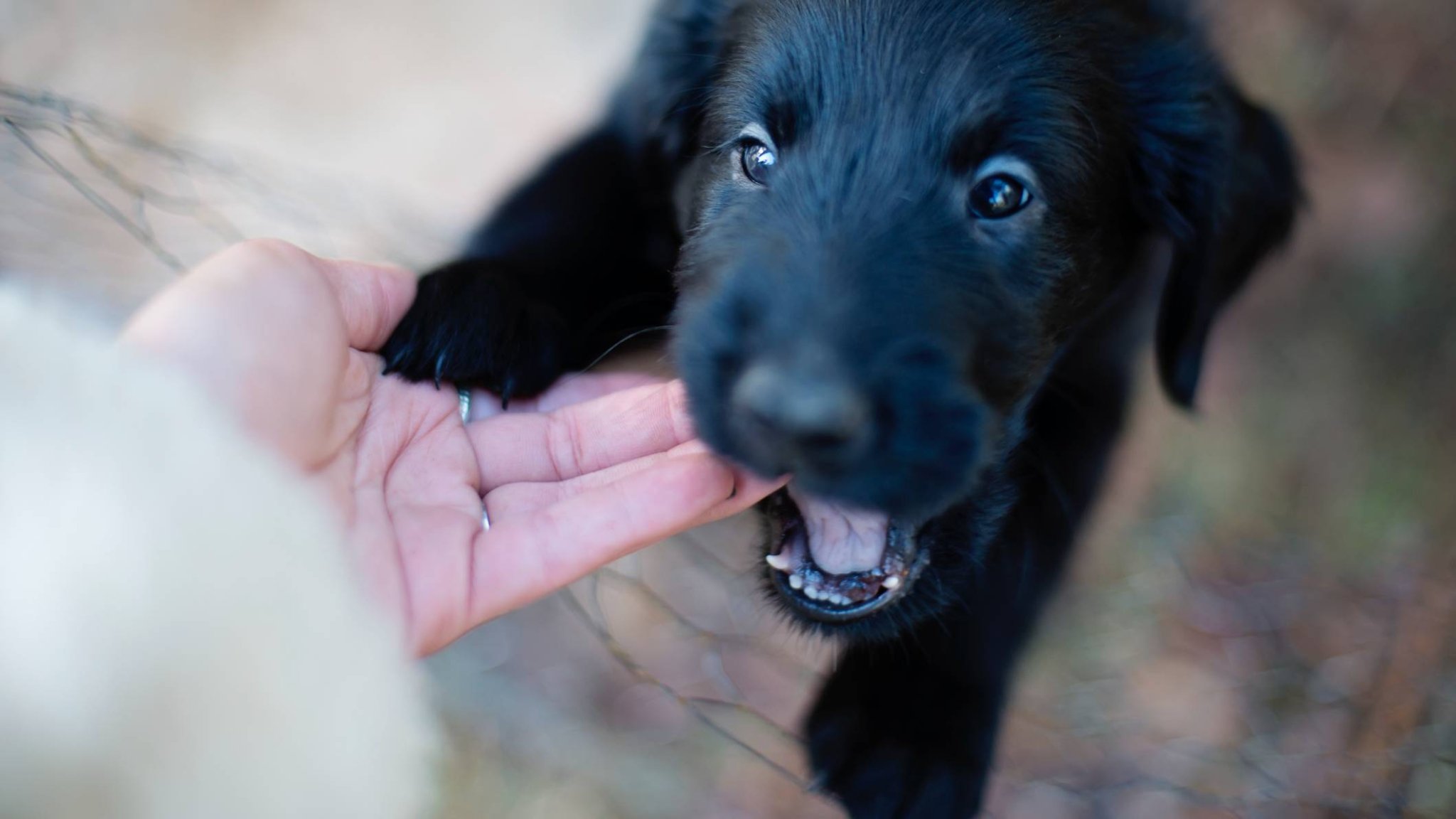 Puppy aggression: Is it play or aggression?