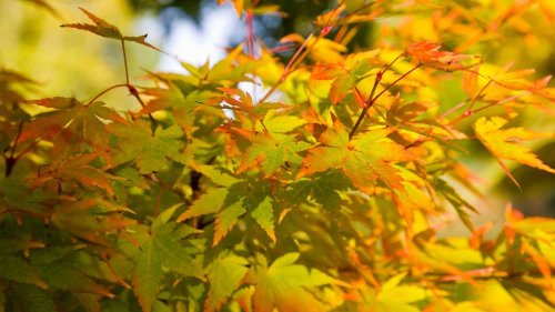Varieties of Japanese maples – 10 show-stopping acers to add to your yard