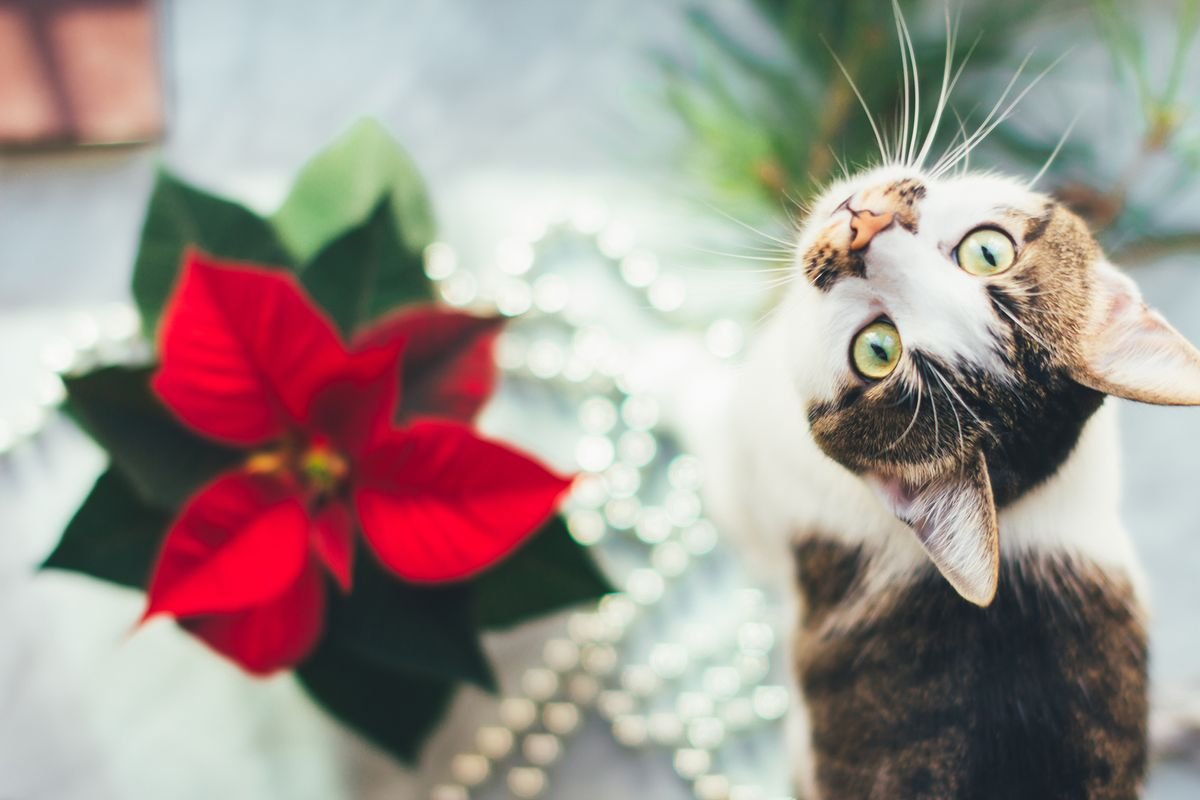 Are poinsettias poisonous to cats and dogs?