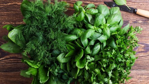 When to plant herbs – for a plentiful, fresh supply