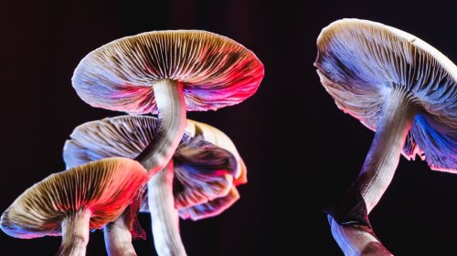 Fungi seem to 'sweat' to stay cool and scientists don't know why