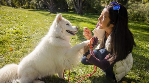 Treats, a clicker, and this genius tip are all you need to improve your dog's behavior
