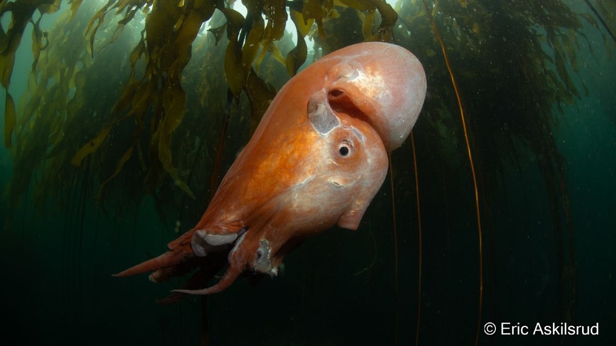 See extremely rare photos of alien-looking '7-arm octopus' spotted near Washington coast