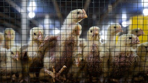 Shocking animal farm conditions revealed thanks to photojournalism grant