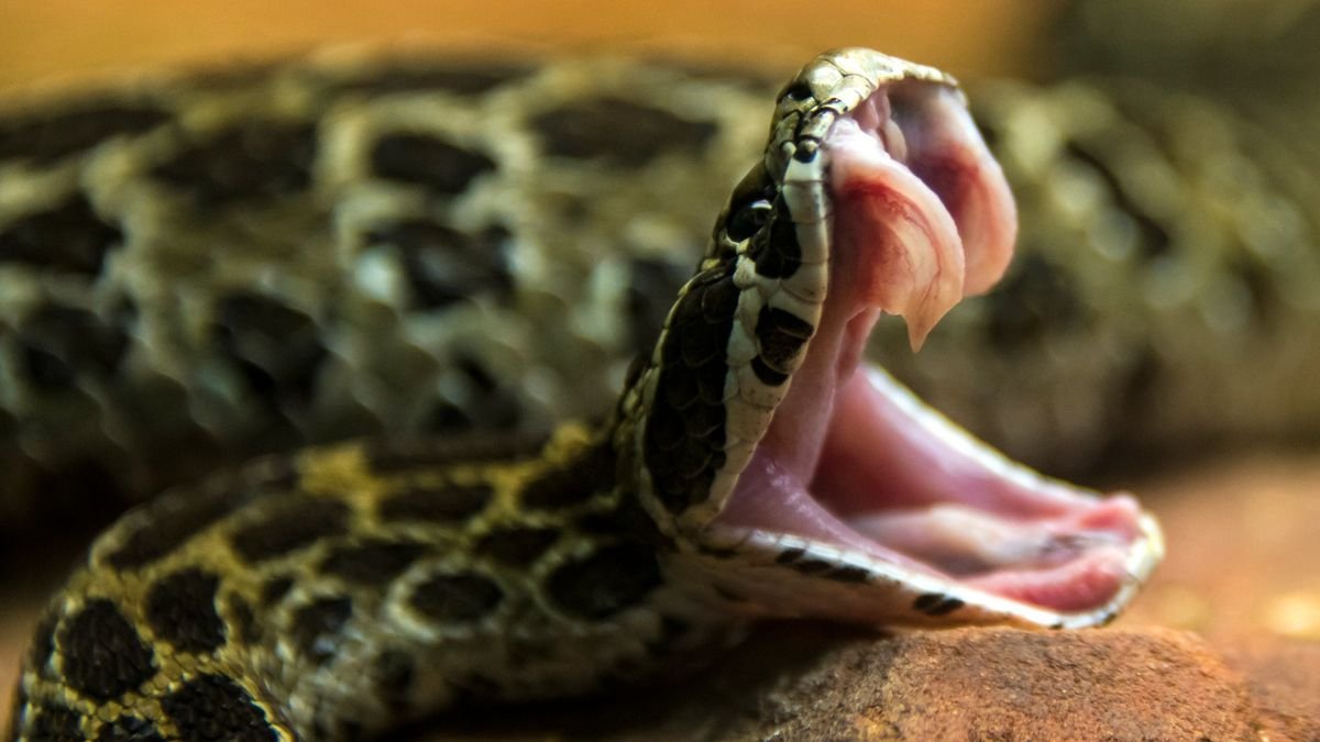 Which came first: Snake fangs or venom?
