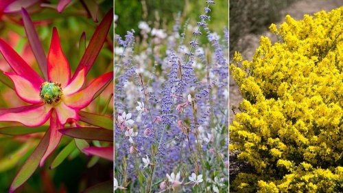 The best shrubs to plant in your yard