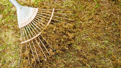 How to scarify a lawn – expert tips for a professional finish