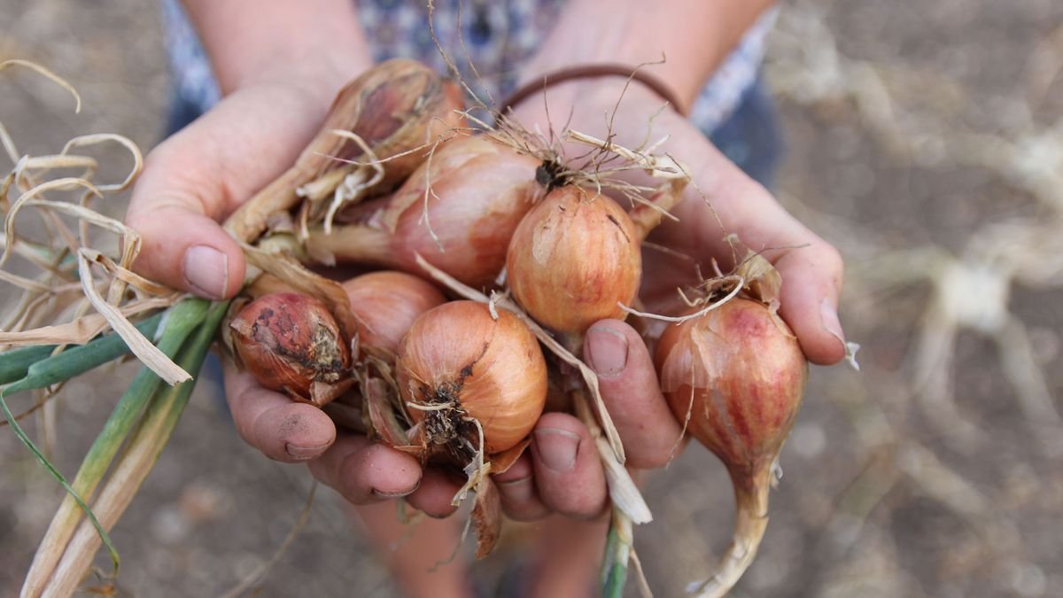 Celebrity Gardeners Share Their Favorite Gardening Hacks - cover