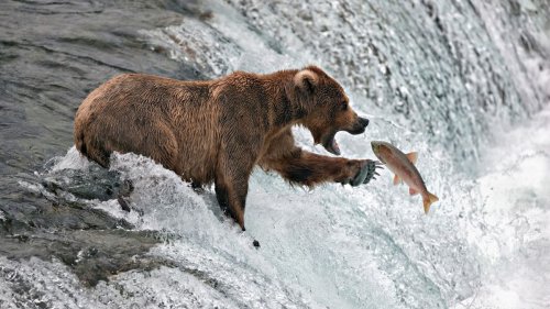 Watch brown bear execute a flawless belly flop while fishing at National Park