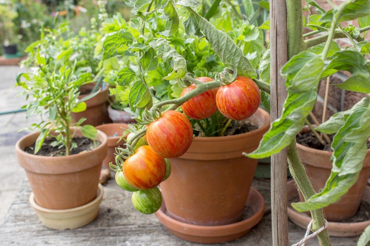 'They're very tender plants' – 8 tricks to grow tomatoes in containers successfully from an experienced gardener